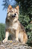 CHIEN FINNOIS DE LAPONIE 474